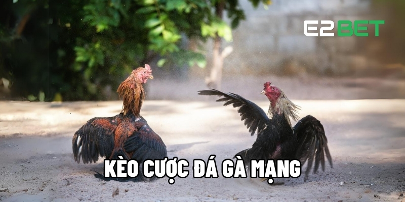Kèo Cược Đá Gà Mạng - Trận Đấu Kịch Tính, Thưởng Hấp Dẫn Tại E2BET 1 Kèo cược đá gà mạng